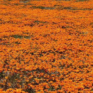 California Poppy Reserve