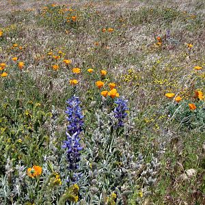 California Poppy Reserve
