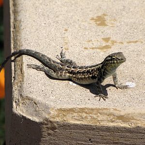 California Poppy Reserve