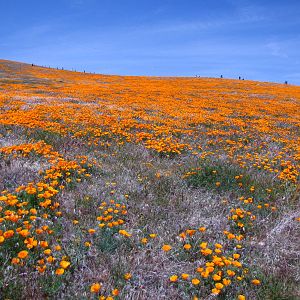 California Poppy Reserve