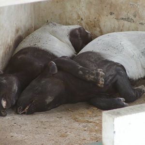 Malayan tapirs