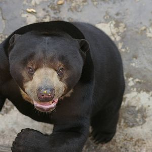 sun bear