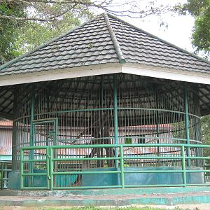 binturong cage