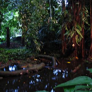Fishing Cat Trail - Fishing Cat exhibit