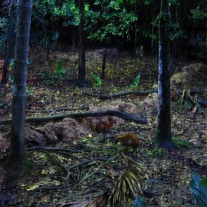 Fishing Cat Trail - Mousedeer and Barking Deer exhibit