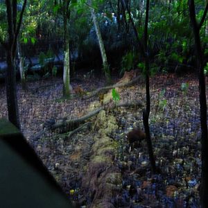 Fishing Cat Trail - Mousedeer and Barking Deer exhibit