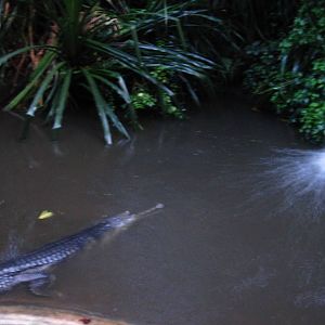 Fishing Cat Trail - Indian Gharial exhibit