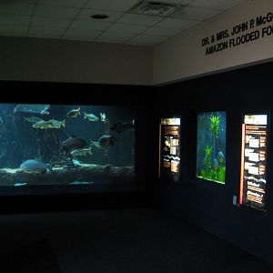 Kipp Aquarium - Amazon Flooded Forest Exhibit