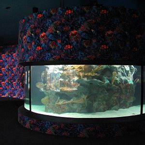 Kipp Aquarium - Sea Turtle Exhibit