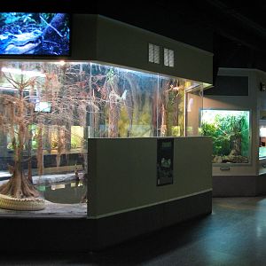 Reptile and Amphibian Building - White Alligator Exhibit