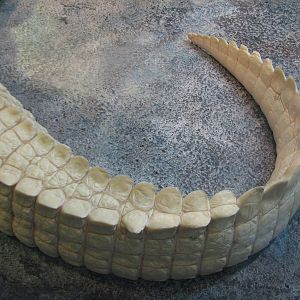 Reptile and Amphibian Building - White Alligator