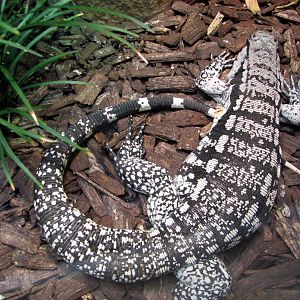 Reptile and Amphibian Building - Black and White Tegu