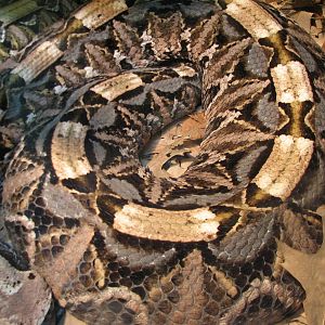 Reptile and Amphibian Building - Gaboon Viper