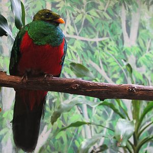 Tropical Bird House - Golden-headed Quetzal