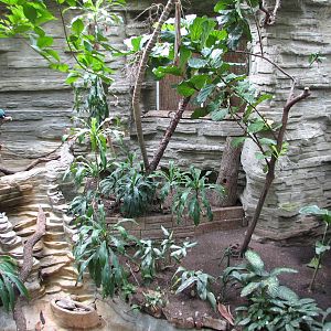 Tropical Bird House - Aviary Interior