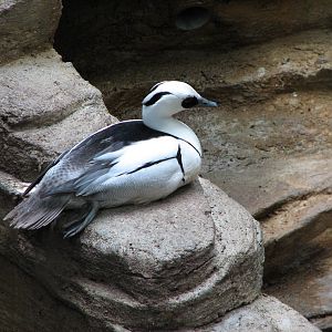 Tropical Bird House - Smew