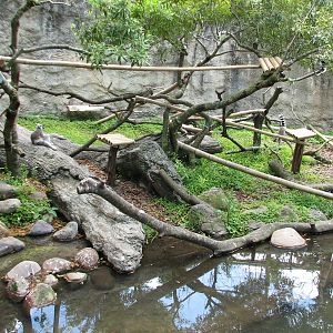 World of Primates - Ring-tailed and Red-fronted Lemur and Turtle and Duck E