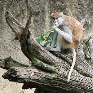 World of Primates - Patas Monkey