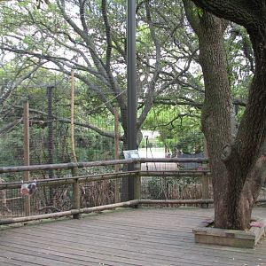 World of Primates - Allens Swamp and Schmidts Red-tailed Monkey Exhibit