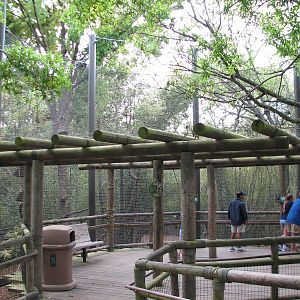 World of Primates - Siamang and Agile Gibbon Exhibit