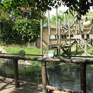 World of Primates - Orangutan and Turtle Exhibit