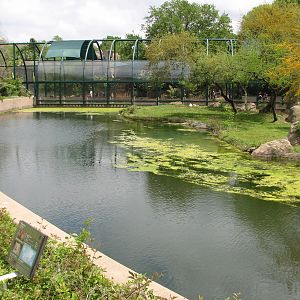 Carnivores - African Lion Exhibit