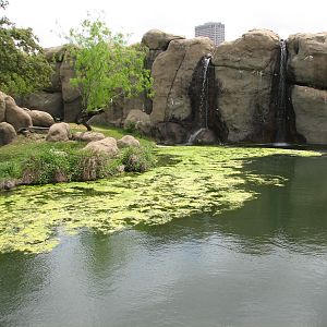 Carnivores - African Lion Exhibit