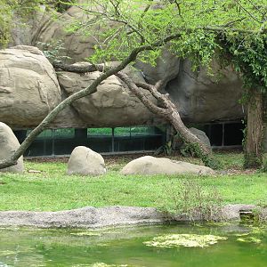 Carnivores - African Lion Exhibit