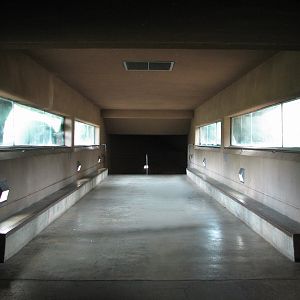Carnivores - African Lion Exhibit Tunnel Viewing Area
