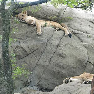 Carnivores - African Lion Exhibit