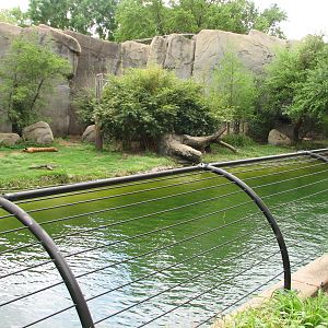 Carnivores - Malayan Tiger Exhibit
