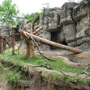 Carnivores - Spectacled Bear Exhibit