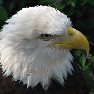 Childrens Zoo - Bald Eagle