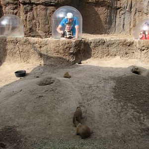 Childrens Zoo - Black-tailed Prairie Dog Exhibit