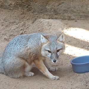 Childrens Zoo - Swift Fox
