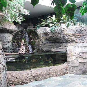 Natural Encounters - Entry Foyer - Snake-necked Turtle and Freshwater Fish