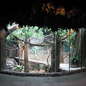 Natural Encounters - Rainforest Canopy Exhibit