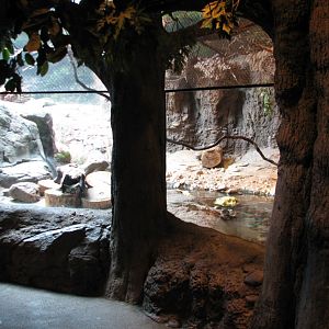 Natural Encounters - Rivers Edge - Asian Small-clawed Otter Mixed Species E