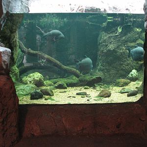 Natural Encounters - Discovery River - Pacu and Red-tailed Catfish Exhibit