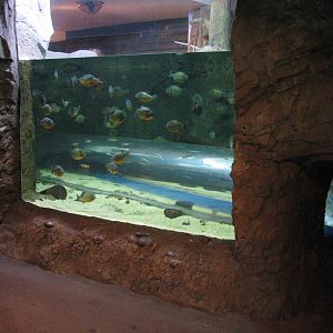 Natural Encounters - Discovery River - Piranha Exhibit