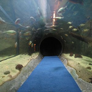 Natural Encounters - Discovery River - Piranha Exhibit Crawlthrough Tunnel
