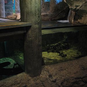 Natural Encounters - Discovery River - Freshwater Stingray and Electric Eel