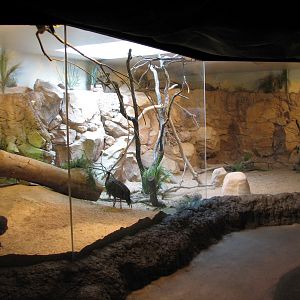 Natural Encounters - Dry Lands - Mixed Species Exhibit