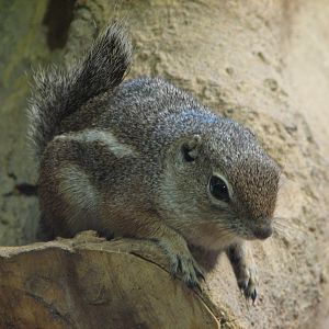 Natural Encounters - Dry Lands - Antelope Ground Squirrel