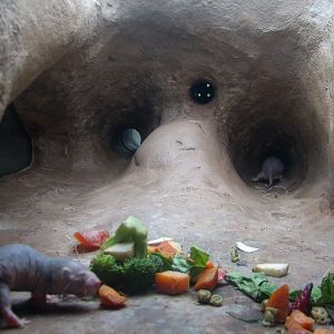 Natural Encounters - Dry Lands - Naked Mole Rat Exhibit