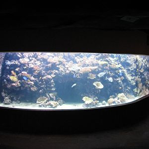 Natural Encounters - Coral Reef