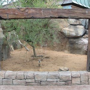Natural Encounters - Meerkat Exhibit