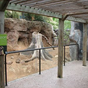 Natural Encounters - Meerkat Exhibit