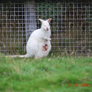 White Wallaby & Joey - West Midlands