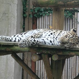 Amur Leopard
